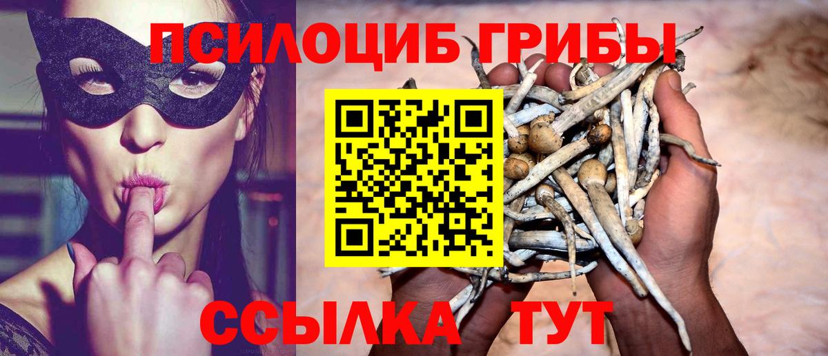 как найти   Вход с VPN  Рубцовск  Галлюциногенные грибы Psilocybine cubensis  Галлюциногенные грибы прущие грибы 